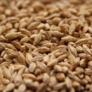 Pilsner Malt