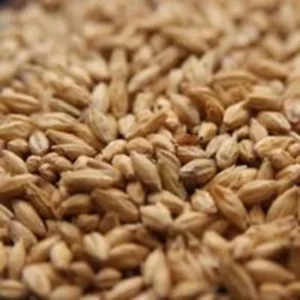 2-Row Malt