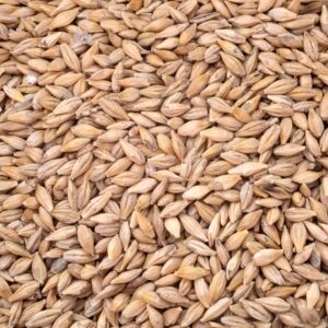 Biscuit Malt