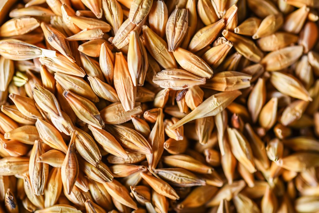 Honey Malt