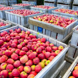 Cider Brewery